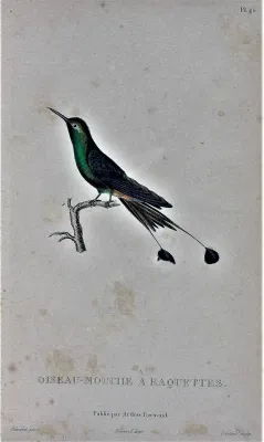 File:Discosura longicaudus.jpg