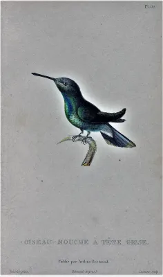 File:Chionomesa fimbriata tephrocephala.jpg