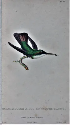 File:Chlorostilbon mellisugus female.jpg