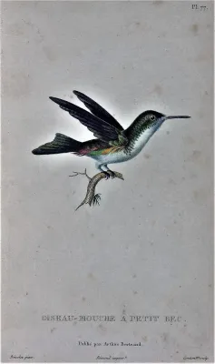 File:Chrysuronia brevirostris.jpg
