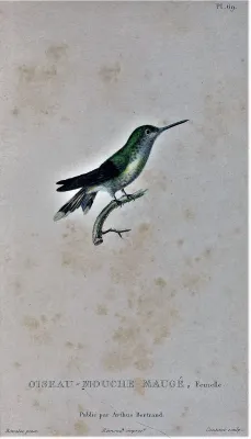 File:Riccordia maugaeus.jpg