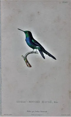File:Riccordia maugaeus male.jpg