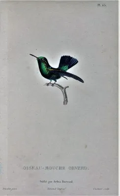 File:Anthracothorax viridigula Bevalet.jpg