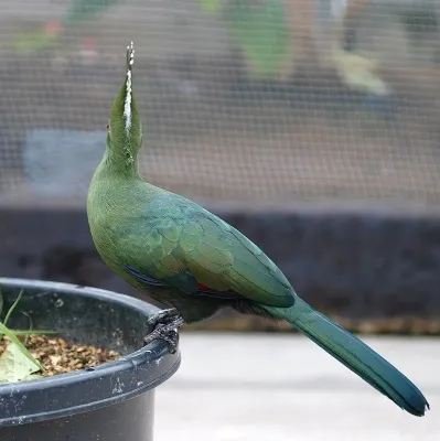 File:Tauraco livingstonii -captive -back of head-8a.jpg