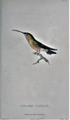 File:Eupetomena cirrochloris Bevalet.jpg