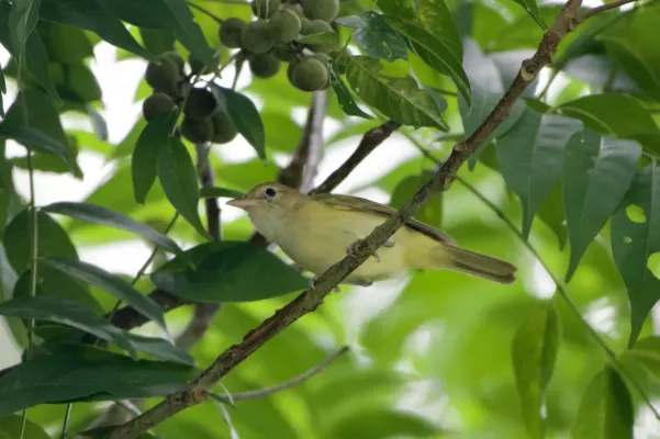 File:Pachysylvia aurantiifrons 241691460.jpeg