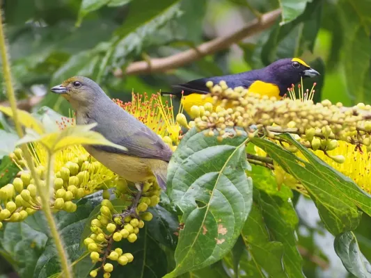 File:Female and Male Scrub Euphonia (Euphonia affinis).jpg