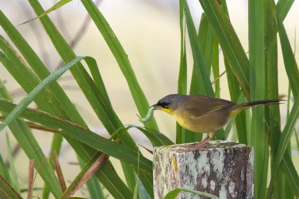 File:Geothlypis poliocephala -Belize-8.jpg