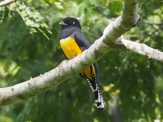 File:Trogon caligatus 250763382.jpg