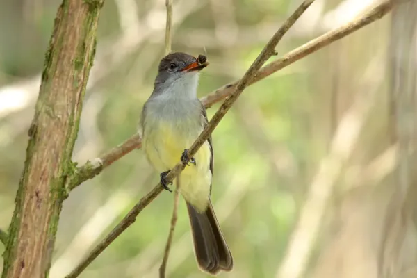 File:Myiarchus tyrannulus (7916640882).jpg