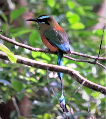 File:Turquoise-browed Motmot (Eumomota superciliosa).jpg