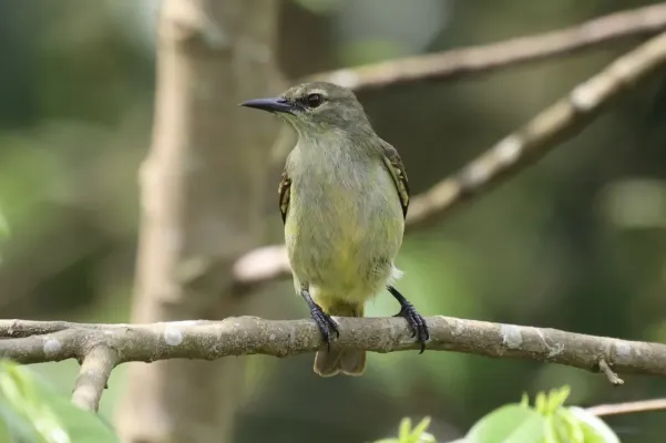 File:Anthreptes rectirostris 247962434.jpg