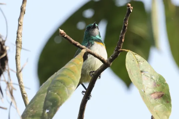 File:Anthreptes rectirostris tephrolaemus 248439788.jpg
