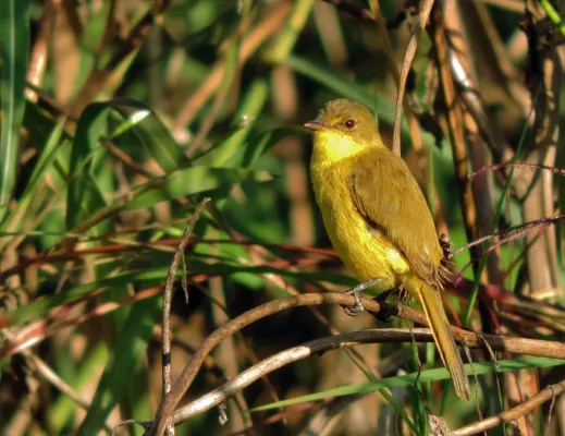 File:Iduna natalensis 192894506.jpg
