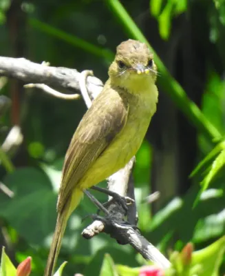 File:Iduna natalensis 108798799.jpg