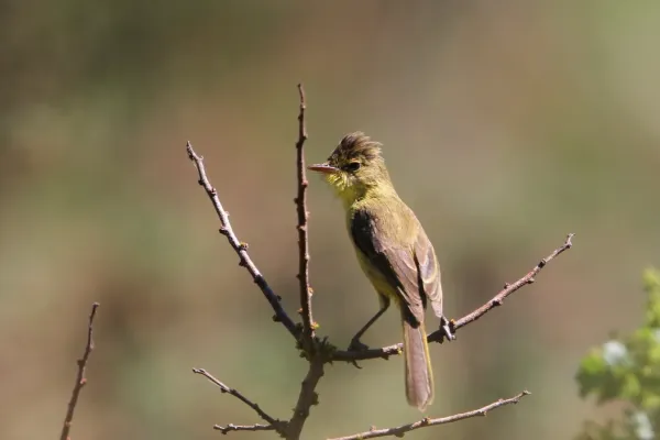 File:Iduna natalensis 93100227.jpg