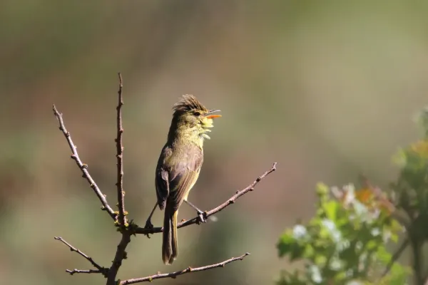 File:Iduna natalensis 93100233.jpg
