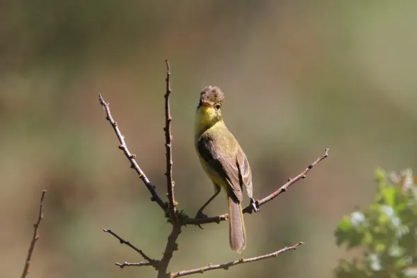 File:Iduna natalensis 93100222.jpg