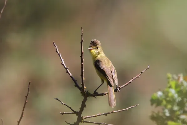 File:Iduna natalensis 93100213.jpg