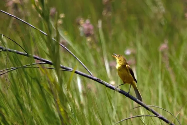 File:Iduna natalensis 57998529.jpg