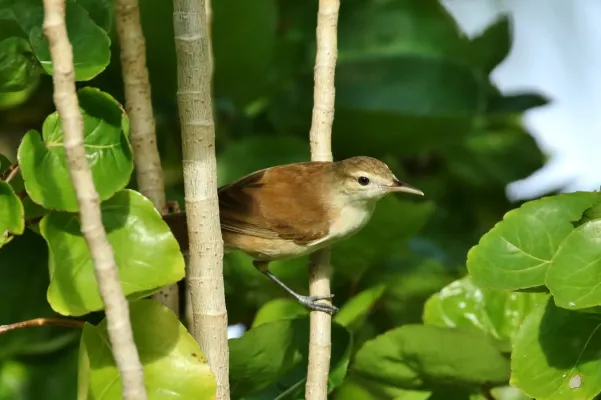 File:Acrocephalus syrinx 34868534.jpg