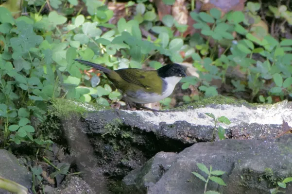 File:Arremon atricapillus 250156205.jpeg