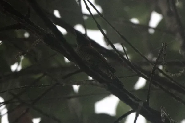 File:Dryobates dignus 250107137.jpeg
