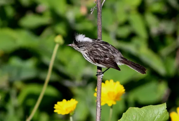 File:Anairetes reguloides Pied-crested Tit-Tyrant; Santa Eulalia Valley, Lima, Peru.jpg