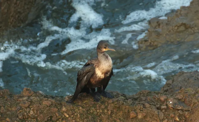 File:Indian cormorant or Indian shag (Phalacrocorax fuscicollis).jpg