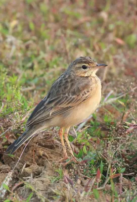 File:Paddyfield Pipit (Anthus rufulus), Koottanad, Palakkad, Kerala, India.jpg
