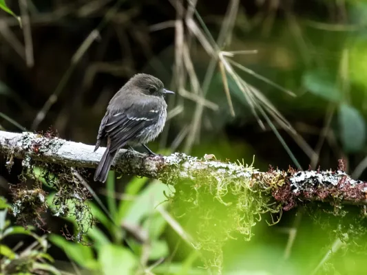 File:Knipolegus signatus - Jelski's Black-Tyrant - female.jpg