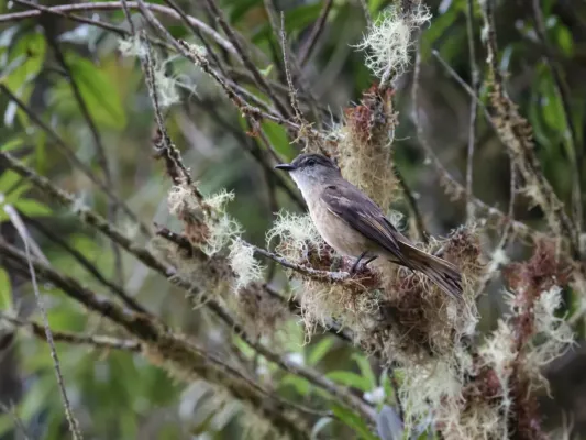 File:Myiotheretes fuscorufus - Rufous-bellied Bush-Tyrant.jpg