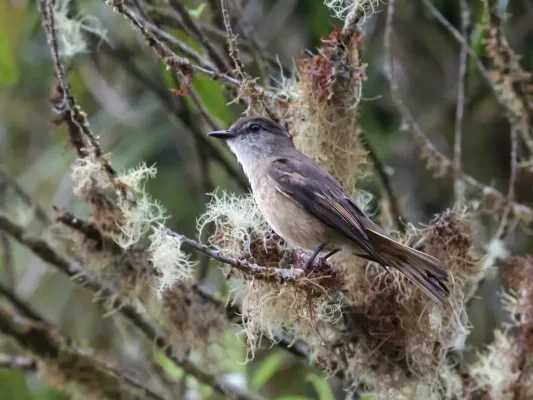 File:Myiotheretes fuscorufus - Rufous-bellied Bush-Tyrant (cropped).jpg