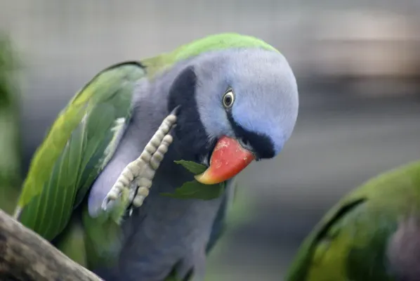 File:Psittacula derbiana -Wilhelma Zoo, Stuttgart, Germany -male-8a.jpg