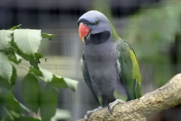File:Psittacula derbiana -Wilhelma Zoo, Stuttgart, Germany -male-8a (1).jpg