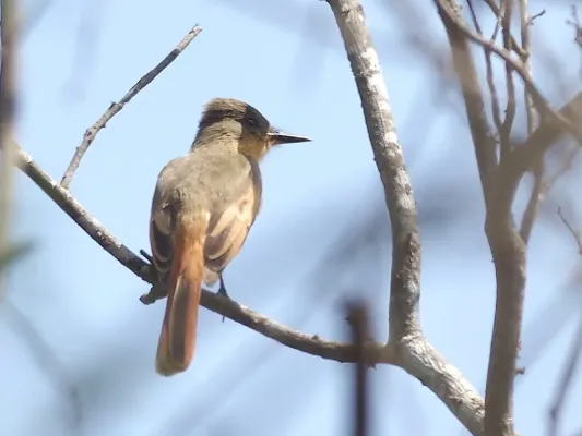 File:Myiarchus semirufus 55128146 (cropped).jpg
