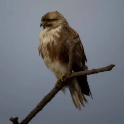 File:Buteo japonicus1.jpg