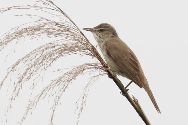 File:Acrocephalus orientalis 116491805.jpg