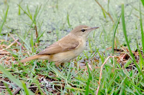File:Acrocephalus australis 49945704.jpg