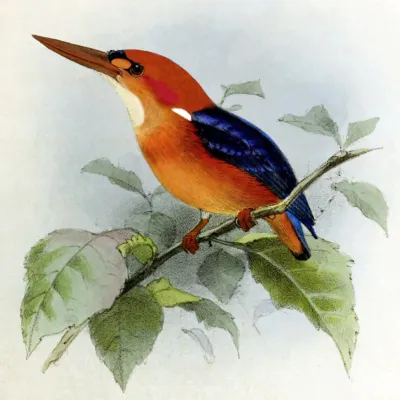 File:Ispidina lecontei.jpg