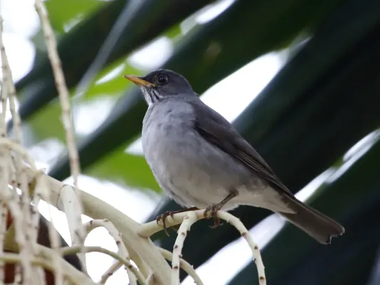 File:Turdus subalaris Eastern Slaty-Thrush; Santo André, São Paulo, Brazil.jpg