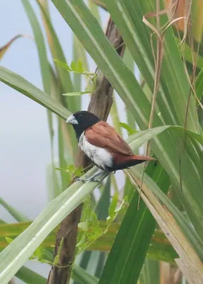 File:Tricoloured munia (Lonchura malacca) image.jpg