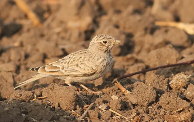 File:Mediterranean short-toed lark (Alaudala rufescens) by Lior Kislev.jpg