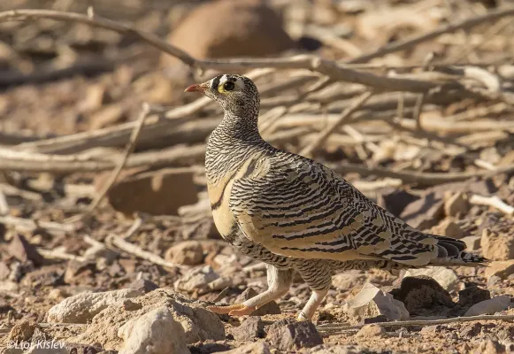 File:Lichtenstein's sandgrouse (Pterocles lichtensteinii) male, Eilat. by Lior Kislev.jpg