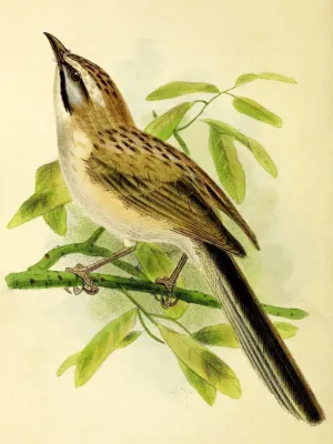File:Rhopophilus albosuperciliaris.jpg