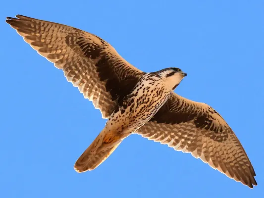 File:Falco mexicanus-soaring.jpg
