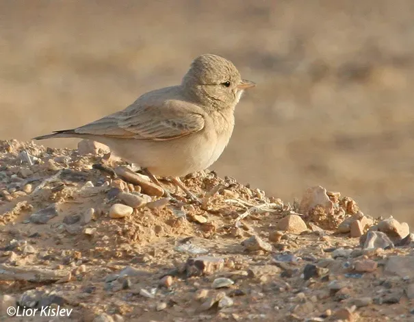 File:Bar-tailed lark (Ammomanes cinctura) by Lior Kislev.jpg