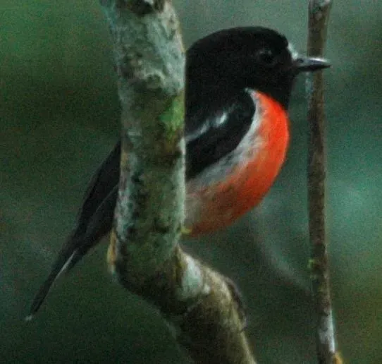 File:Pacific Robin (Petroica pusilla) Viti Levu, Fiji Isles.jpg