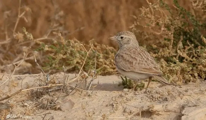 File:Arabian Lark (Eremalauda eremodites) by Lior Kislev.jpg