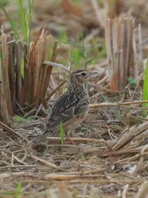 File:Oriental skylark (Alauda gulgula).jpg